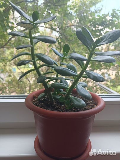 Денежное дерево толстянка