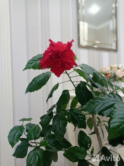 Гибискус китайская роза