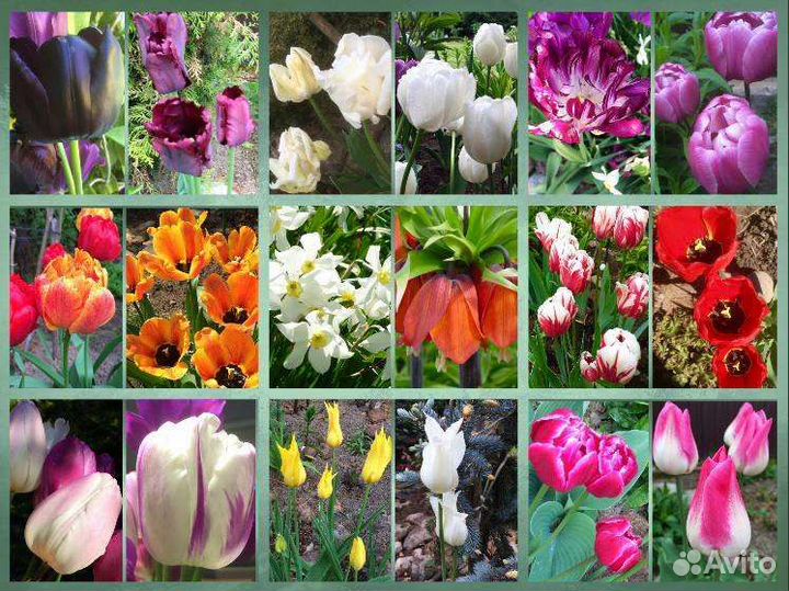 Луковичные, тюльпаны, нарциссы, птицемлечник