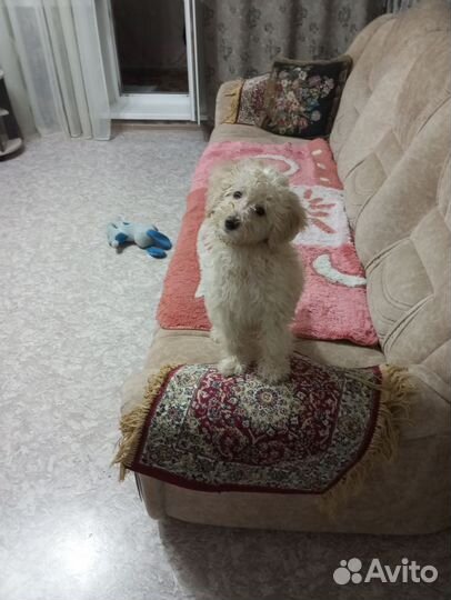 Карликовый пудель