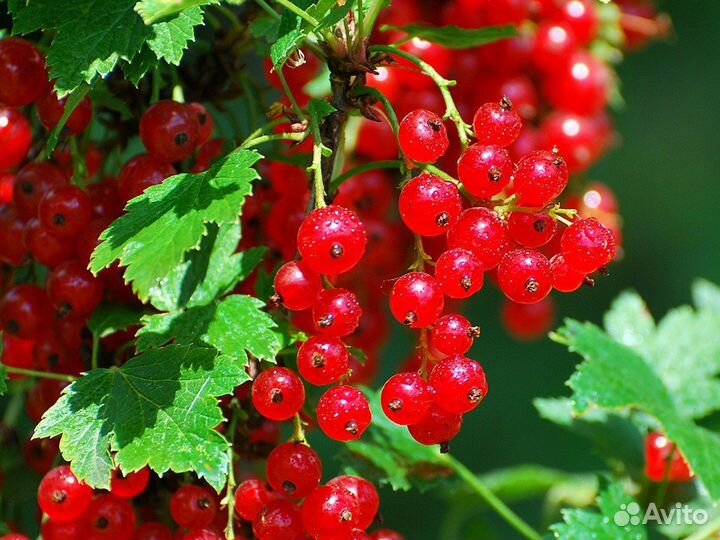 Продам ягоды красной смородины