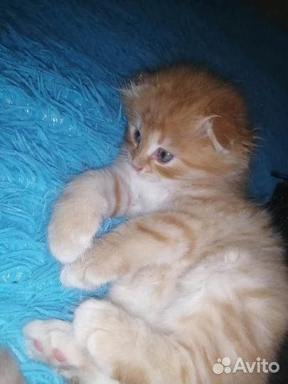 Вязка, шотландский хайленд фолд