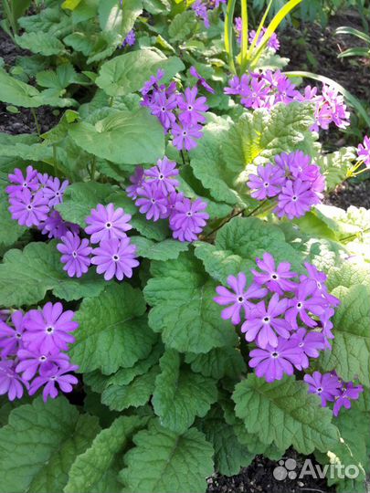 Садовые растения