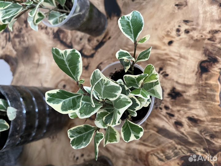 Фикус триангулярис вайт маржин (свитхарт)