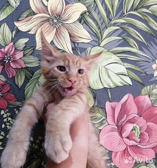 Мейн Кун Котята