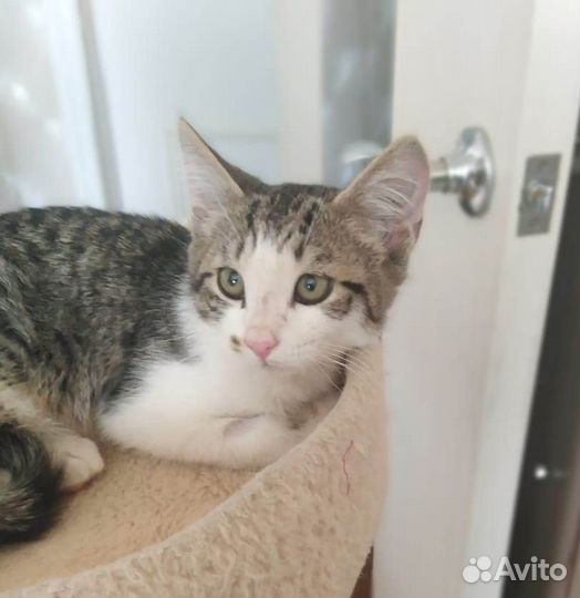 Мурзик ждет свою семью