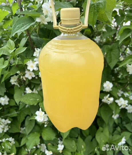 Медовуха безалкогольная