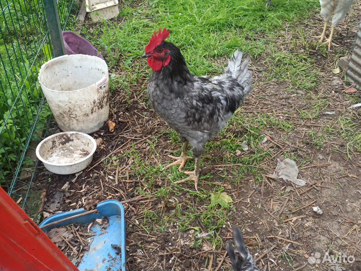 Молодые петухи доминанты