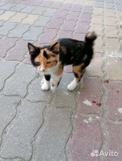 Котенок 3 мес девочка трёх цветная