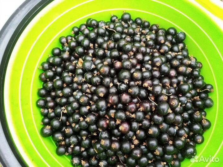 Черная смородина ягода