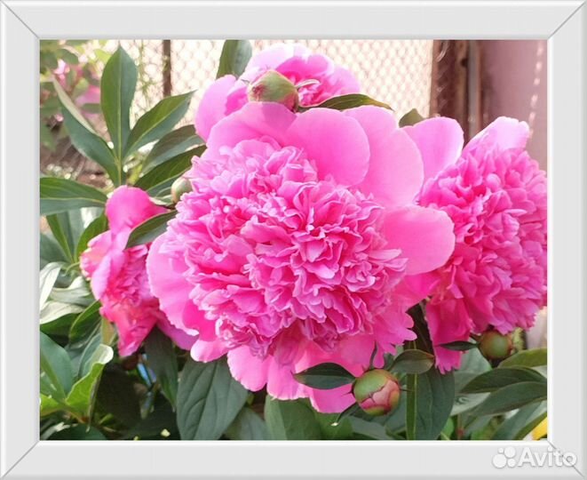 Садовые цветы и растения