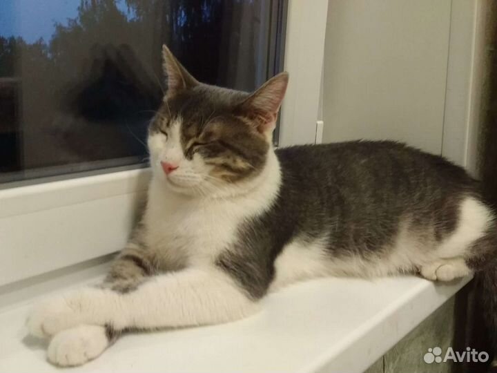 Кот в добрые руки