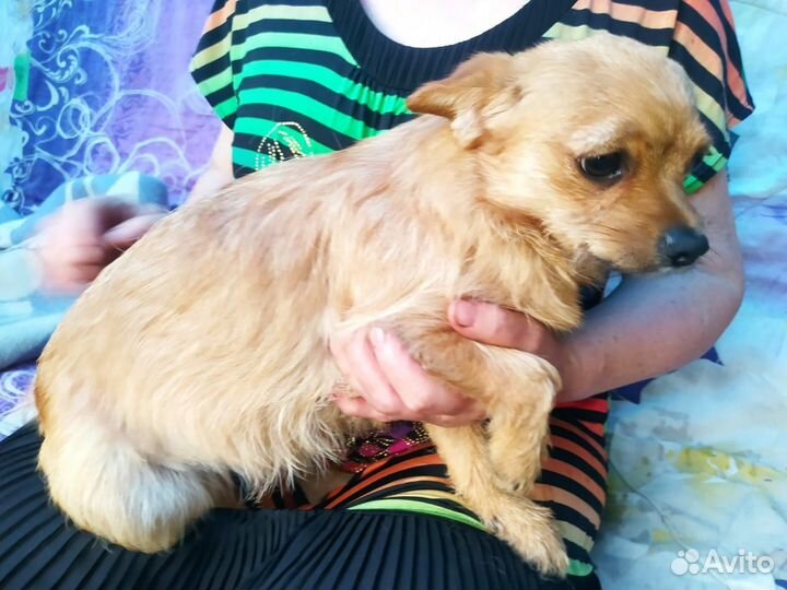 Собака в добрые руки