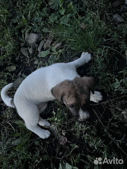 Отдам в добрые руки