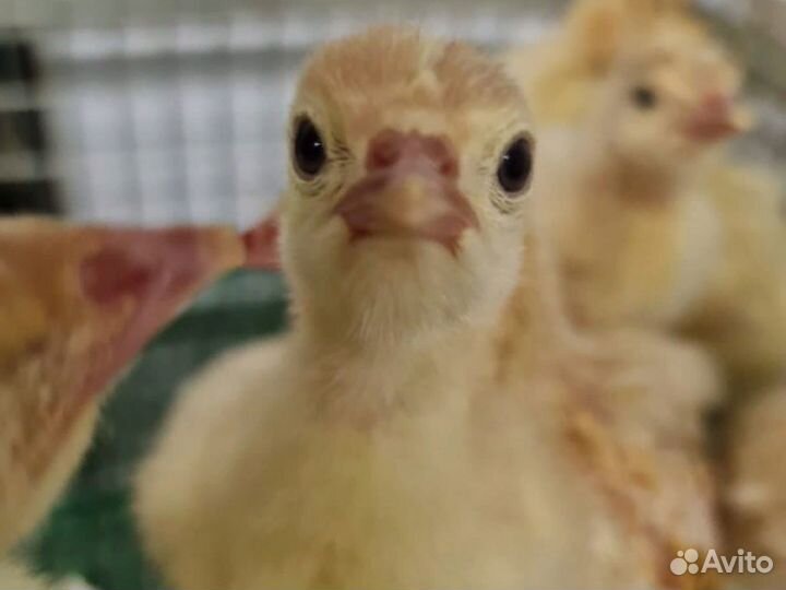 Инкубационное яйцо индейки