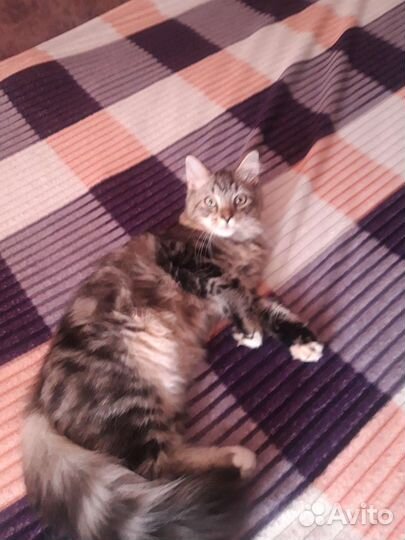 Кошки бесплатно