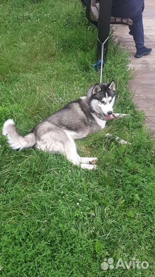 Сибирский хаски вязка