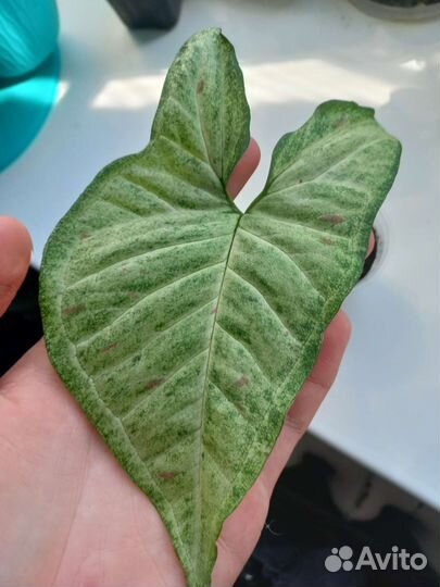 Сингониум конфетти триколор