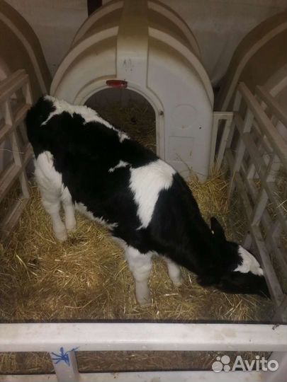 Бычки телки