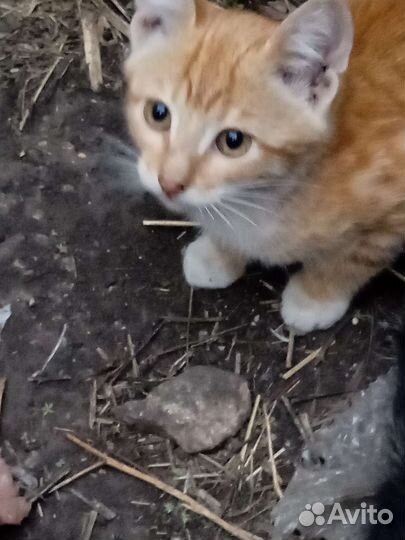 Милые добрые котята ищут любящих хозяев