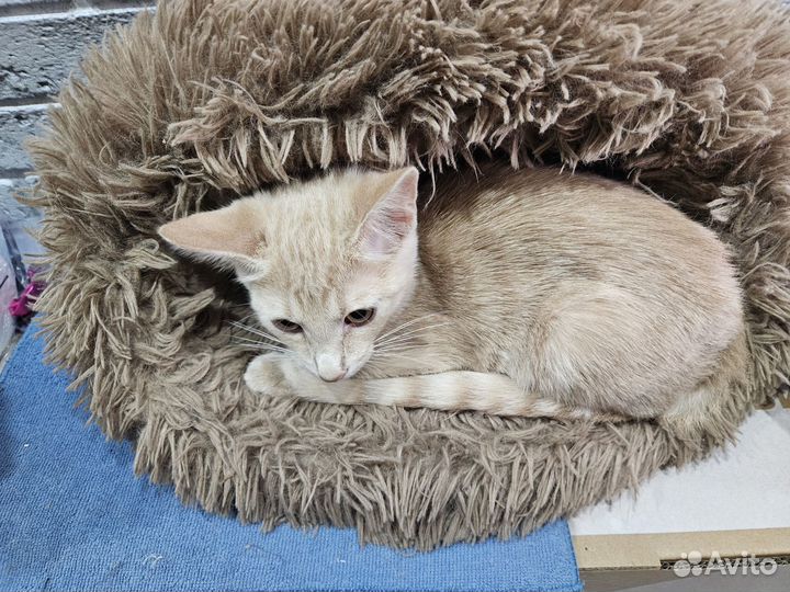 Котенок в добрые руки