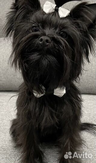 Аксессуары для животных мелких пород