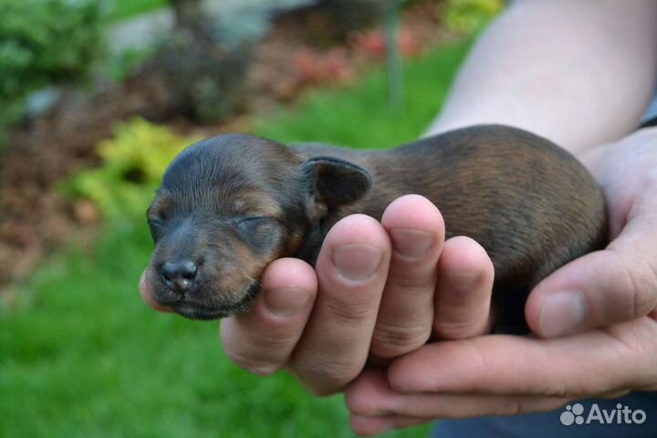 Такса кроличья/миниатюрная длинношерстная