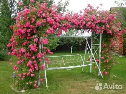 Роза плетистая