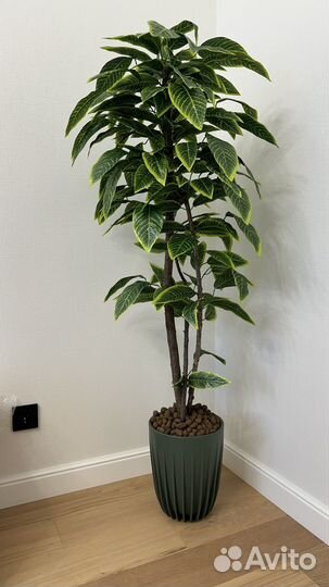 Искусственое дерево манго