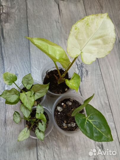 Сингониумы