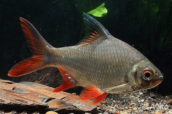 Краснохвостый Барбус