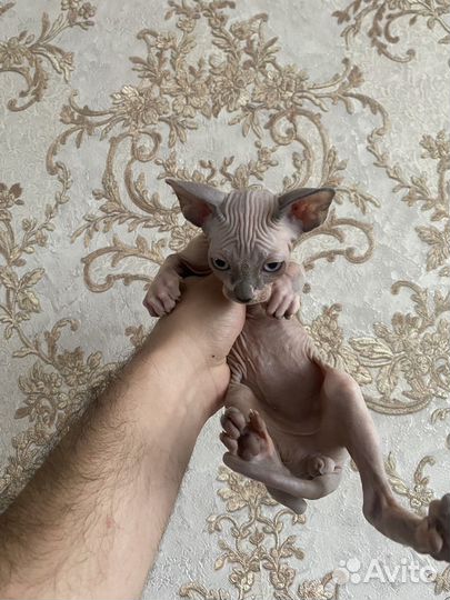 Канадский сфинкс