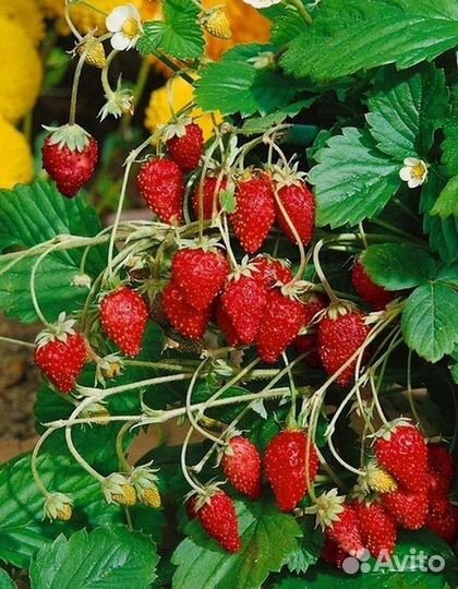 Ремонтантная земляника саженцы Арбеково