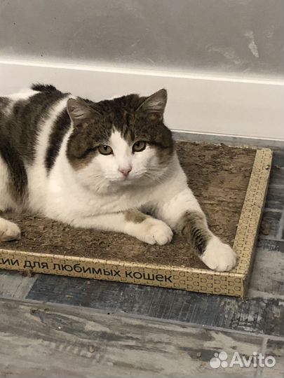 Кошка в дар