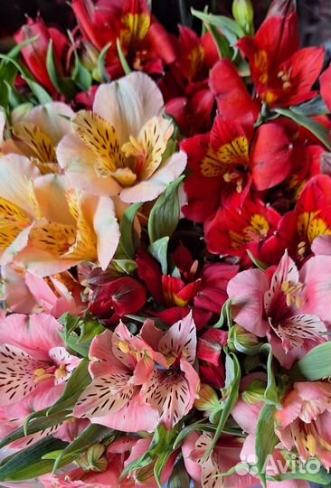Букеты альстромерии