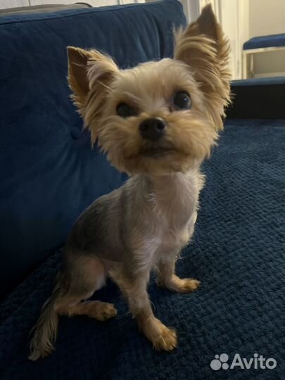 Передержка собак и кошек (зооняня)