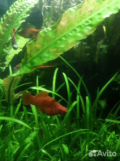 Аквариумные рыбки