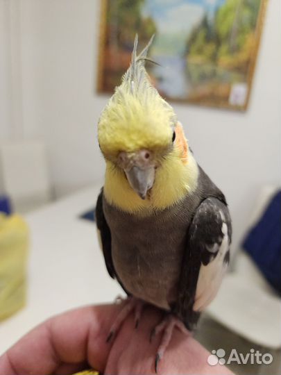 Попугай Корелла мальчик 3 года, немного говорит