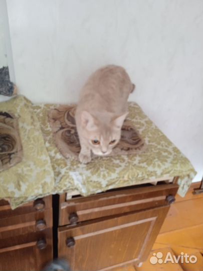 Персиковая кошечка