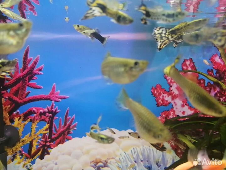 Продам гуппи