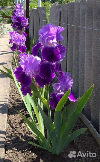 Ирисы