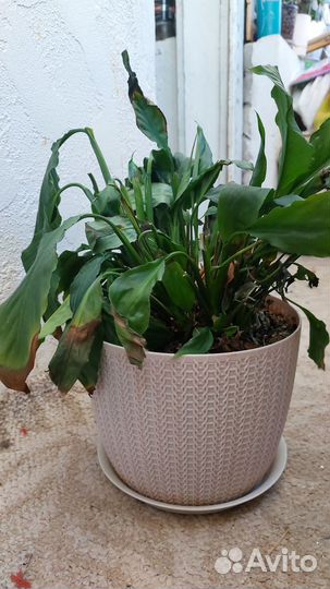 Спатифилум взрослый