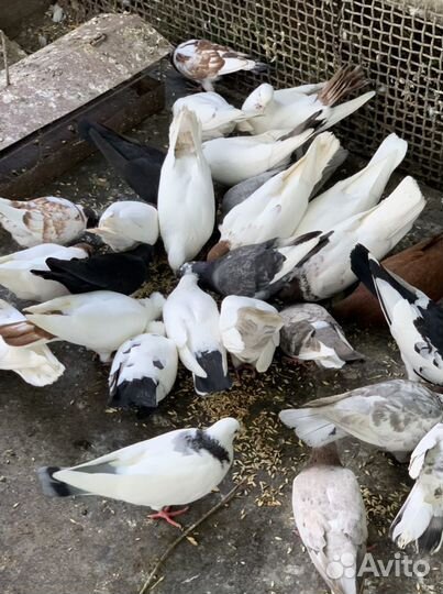 Молодые гривуны,бойные, белые голуби для свадьбы