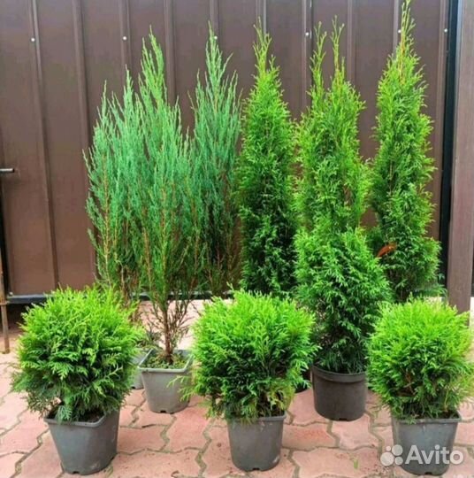 Хвойные в горшках