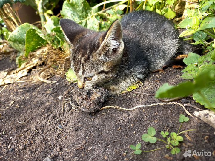 Бенгальская кошка