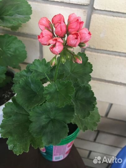 Тюльпановидная пеларгония