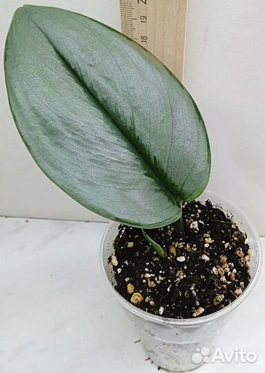 Комнатные растения цветы