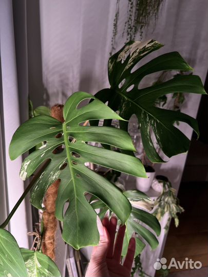 Монстера Альба крупная