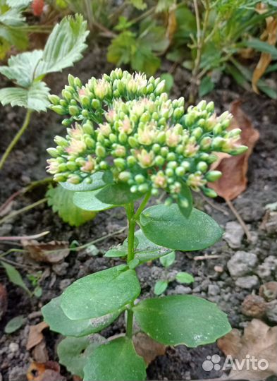 Очиток (седум)