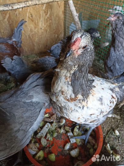 Молодые петушки